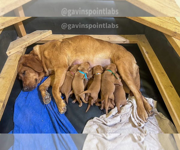Medium Photo #4 Labrador Retriever Puppy For Sale in BLUFF DALE, TX, USA