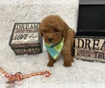 Puppy 3 Goldendoodle (Miniature)