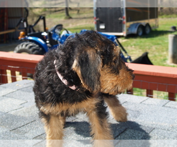 Medium Photo #8 Airedale Terrier Puppy For Sale in CHARLESTOWN, IN, USA