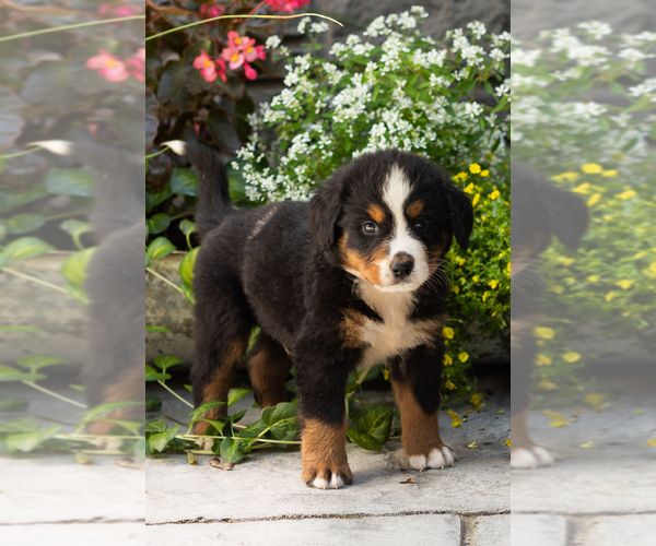 Medium Photo #2 Bernese Mountain Dog Puppy For Sale in MILLERSBURG, IN, USA