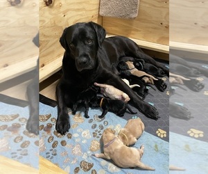 Labrador Retriever Puppy for sale in LIBERTY, SC, USA