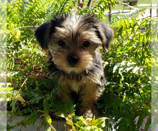 Medium Photo #27 Shorkie Tzu Puppy For Sale in NEVADA, TX, USA