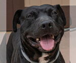 Small #12 Labrador Retriever Mix