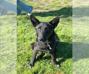 Mutt Dogs for adoption in Conroe, TX, USA