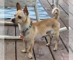 Small #1 Chiweenie