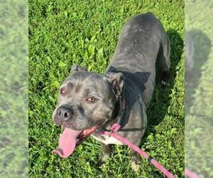 VENUS - Female Mutt Dog for Adoption - Photo #3