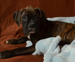 Small Photo #3 Boxer Puppy For Sale in PATERSON, NJ, USA