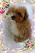Small Photo #5 Bichon Frise Puppy For Sale in DOUGLAS, GA, USA