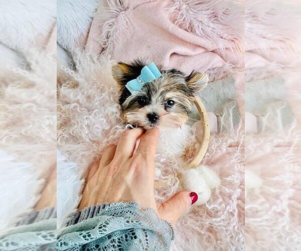 Medium Photo #7 Biewer Terrier Puppy For Sale in JACKSONVILLE, FL, USA