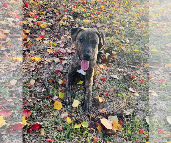 Medium Photo #4 Plott Hound Puppy For Sale in Rosenberg, TX, USA