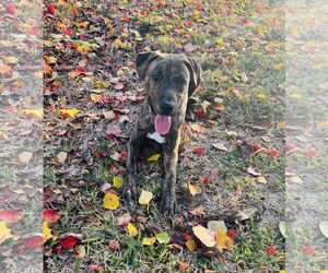 Jekyll - Male Plott Hound Dog for Adoption - Photo #4