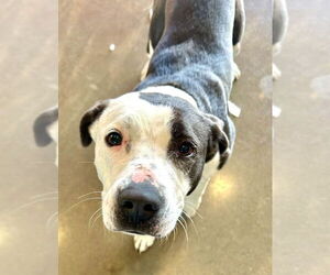 American Pit Bull Terrier Dogs for adoption in Pampa, TX, USA