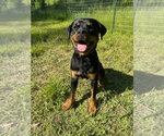 Small Photo #3 Rottweiler Puppy For Sale in Hillsboro, NH, USA