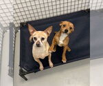 Small #3 Chihuahua Mix
