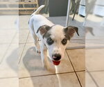 Small Photo #2 Siberian Husky-Unknown Mix Puppy For Sale in Mesa, AZ, USA