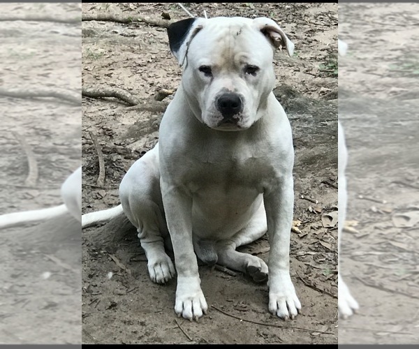 Medium Photo #1 American Bulldog Puppy For Sale in MACON, GA, USA