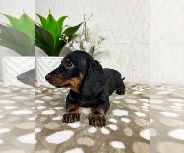 Medium Photo #5 Dachshund Puppy For Sale in INDIANAPOLIS, IN, USA