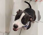 Small #6 American Staffordshire Terrier