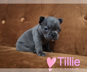 French Bulldog Puppy for Sale in VERSAILLES, Indiana USA