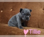 Small French Bulldog