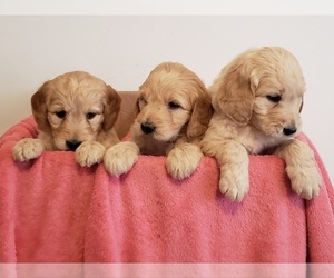 Goldendoodle Puppy for sale in WINSTON SALEM, NC, USA