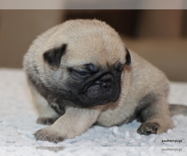 Medium Photo #11 Pug Puppy For Sale in WINNSBORO, TX, USA