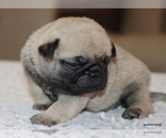 Small #10 Pug