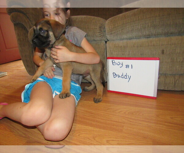 Medium Photo #6 Mastiff Puppy For Sale in FARMERVILLE, LA, USA