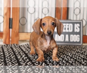 Dachshund Dog for Adoption in NAPLES, Florida USA