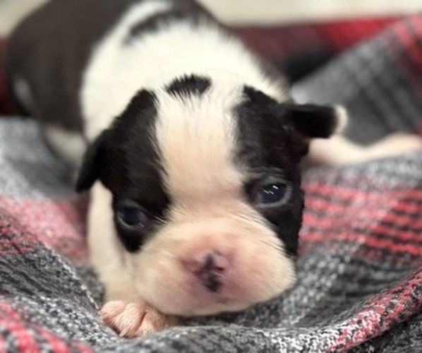 Medium Photo #1 Boston Terrier Puppy For Sale in HICKORY, NC, USA