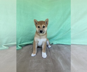 Shiba Inu Puppy for sale in STELLA, MO, USA