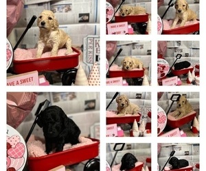 Goldendoodle-Poodle (Standard) Mix Puppy for Sale in YAKIMA, Washington USA