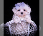 Puppy Riley Maltese