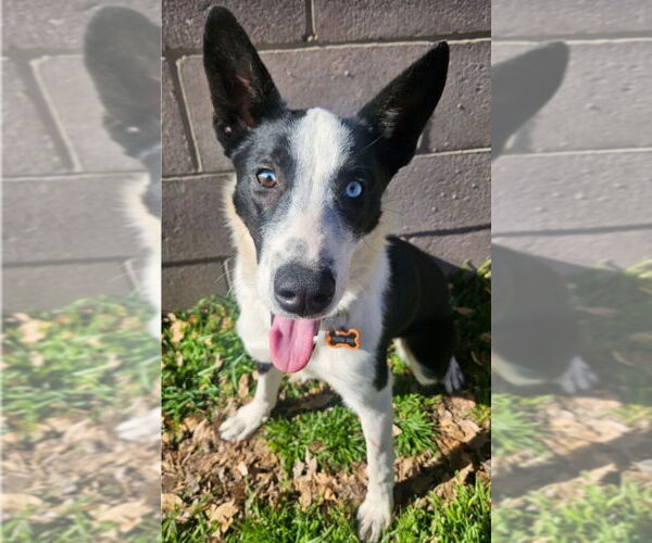 Medium Photo #4 Border Collie-Unknown Mix Puppy For Sale in Lakewood, CO, USA