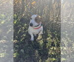 Small #3 Jack Russell Terrier Mix