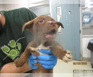 Mutt Dogs for adoption in Oklahoma City, OK, USA