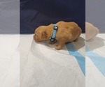 Small #10 Golden Retriever