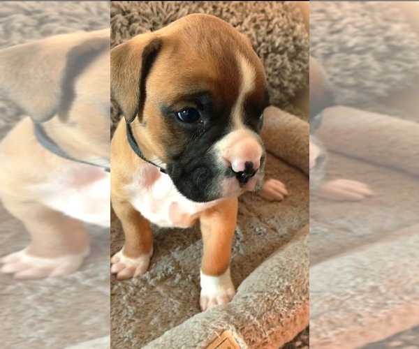 Medium Photo #5 Boxer Puppy For Sale in APPLE CREEK, OH, USA
