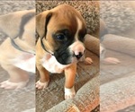 Small Photo #5 Boxer Puppy For Sale in APPLE CREEK, OH, USA