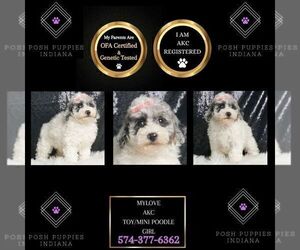 Poodle (Miniature) Puppy for sale in WARSAW, IN, USA