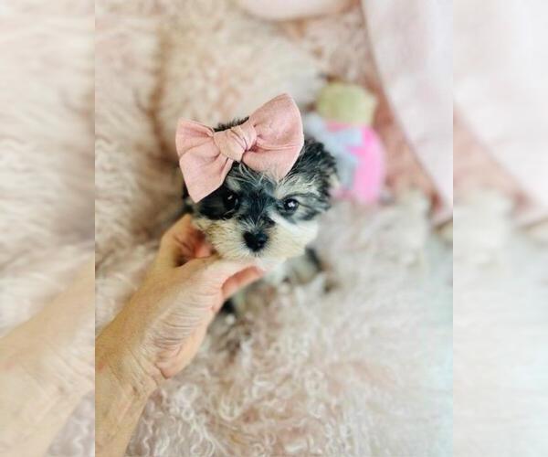 Medium Photo #36 Morkie Puppy For Sale in THONOTOSASSA, FL, USA