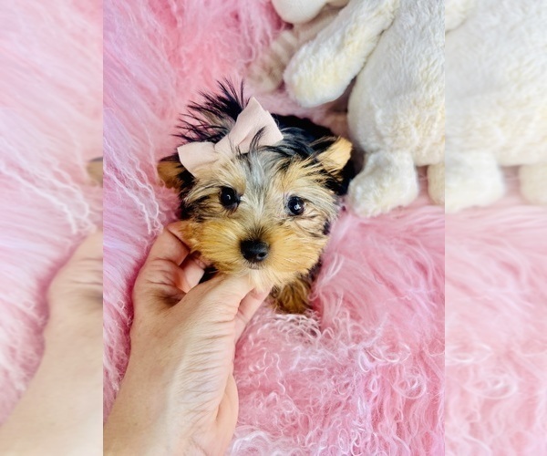 Medium Photo #20 Yorkshire Terrier Puppy For Sale in MELROSE VISTA, FL, USA