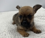 Puppy 3 Chorkie