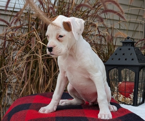 Medium Photo #11 Boxer Puppy For Sale in GOSHEN, IN, USA