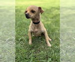 Small #2 Chihuahua Mix