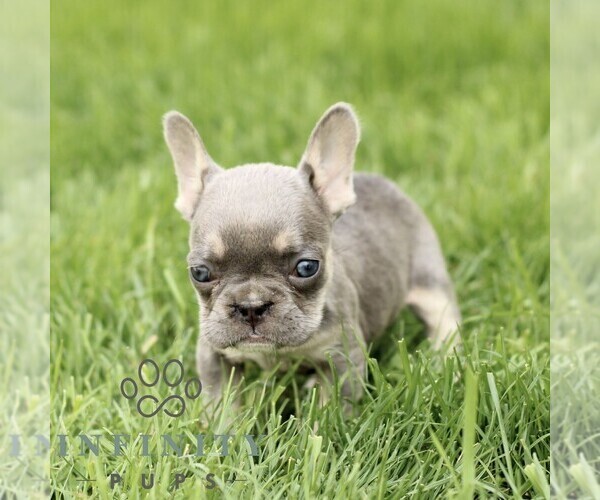 Medium Photo #1 French Bulldog Puppy For Sale in GORDONVILLE, PA, USA