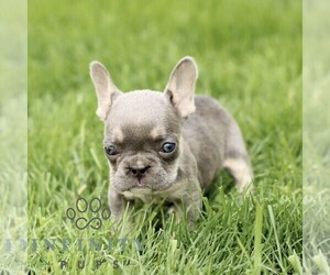 French Bulldog Puppy for sale in GORDONVILLE, PA, USA