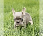 Small French Bulldog
