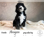 Small Photo #1 Bernedoodle Puppy For Sale in YUKON, OK, USA