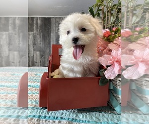 Havaton Puppy for sale in CANOGA, NY, USA